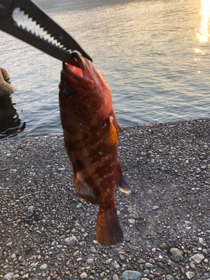 ロックフィッシュ