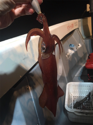 イカ釣り初挑戦