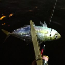 アジング練習 178