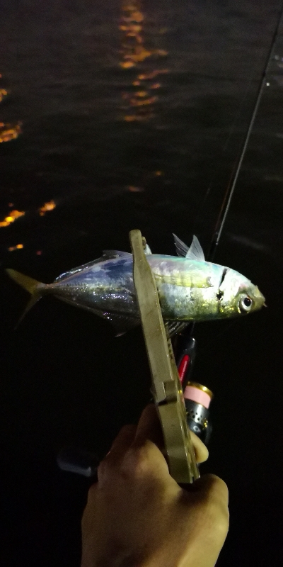 アジング練習 178