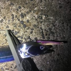 ワインド　太刀魚