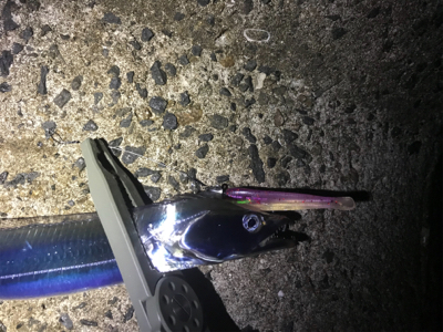 ワインド　太刀魚