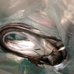 令和2年タチウオ開幕