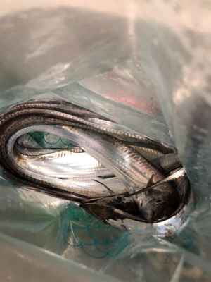 令和2年タチウオ開幕