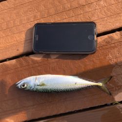 飛ばしサビキでサバ