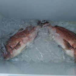 久し振り過ぎて