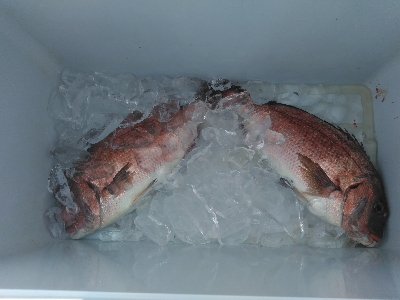 久し振り過ぎて