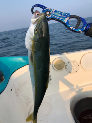 久しぶりのジギング