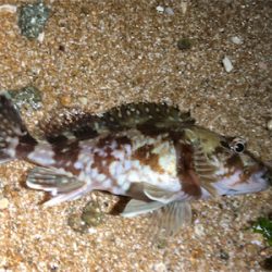 ガシモーニング