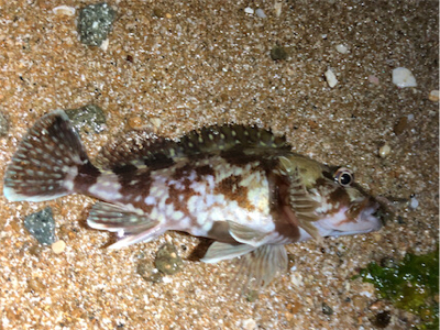 ガシモーニング