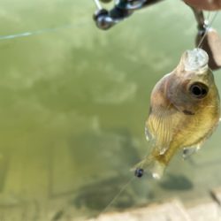 ギル時々モツゴ