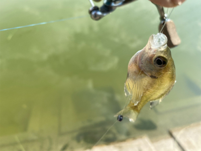 ギル時々モツゴ