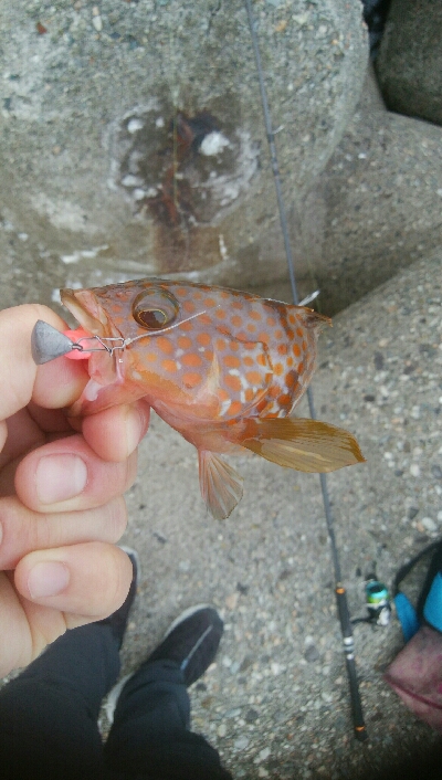 キジハタ(チビハタ)とカサゴ、アオリイカ