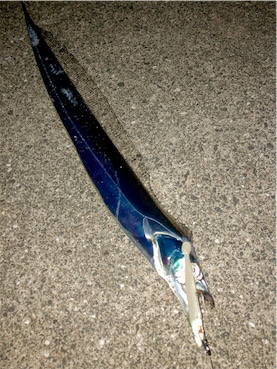 タチウオワインド020821