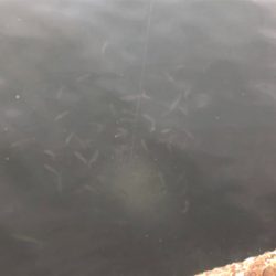 鯖、小鯖、たまに豆アジ