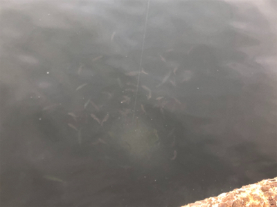 鯖、小鯖、たまに豆アジ