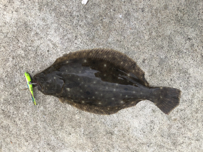 ソゲくんゲット！