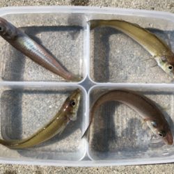 青物狙いでしたが⁉️