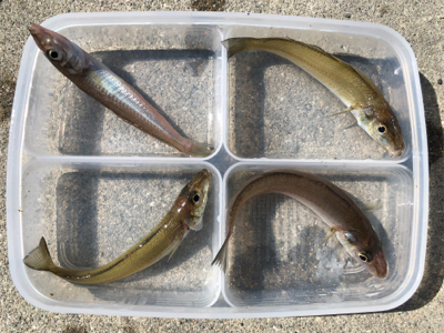 青物狙いでしたが⁉þ…