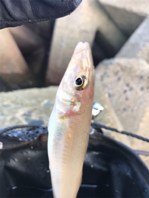 木材港でキス釣り(^^)