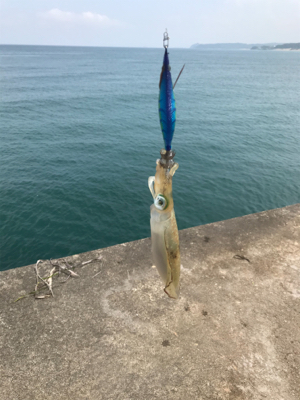 秋アオリ調査！