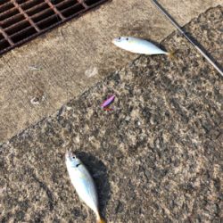 メクリアジ入れ食い!