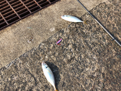 メクリアジ入れ食い!