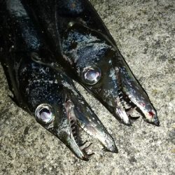 涼しい夜のサーベリング