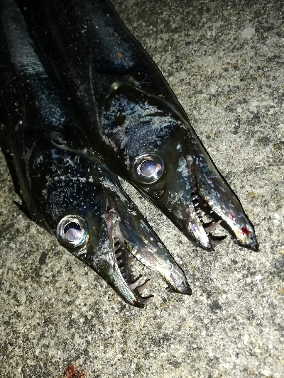 涼しい夜のサーベリング