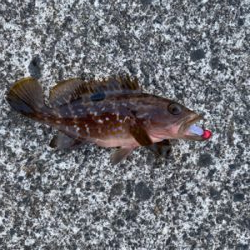 ロックフィッシュ祭り