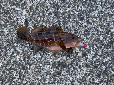 ロックフィッシュ祭り