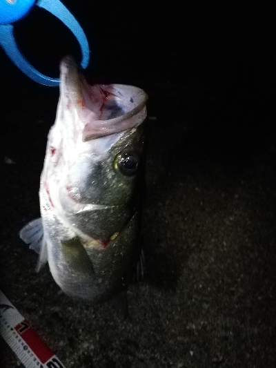 シーバスゲーム