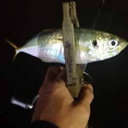 アジング練習 179