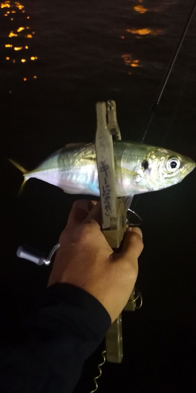 アジング練習 179