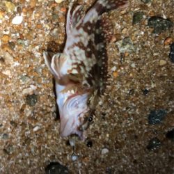 サマーガッシー