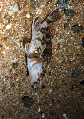 サマーガッシー