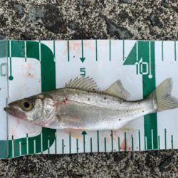 朝マズメ〜夕まずめまで頑張って！