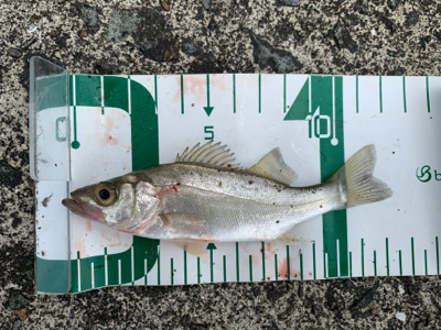 朝マズメ〜夕まずめまで頑張って！