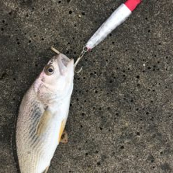 マゴチマンション釣行