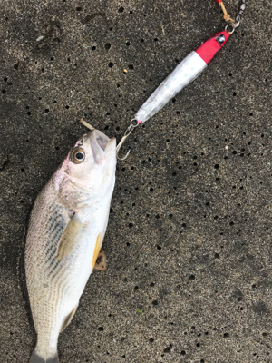 マゴチマンション釣行