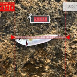 時合いが短くて…