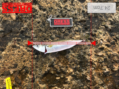 時合いが短くて…