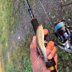 バス、ハス、アユ