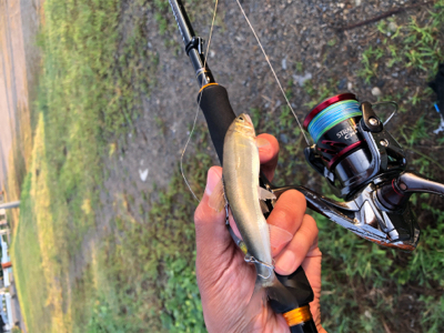 バス、ハス、アユ