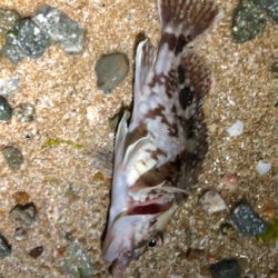 every day ガッシー