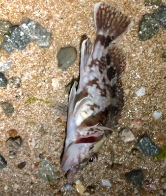 every day ガッシー