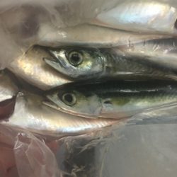 サバのなめろうが食べたくて！