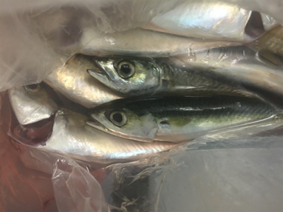 サバのなめろうが食べたくて！