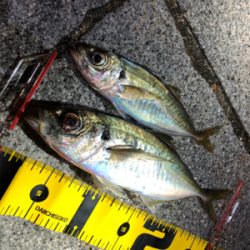 アジング自己記録更新