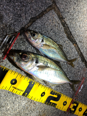 アジング自己記録更新